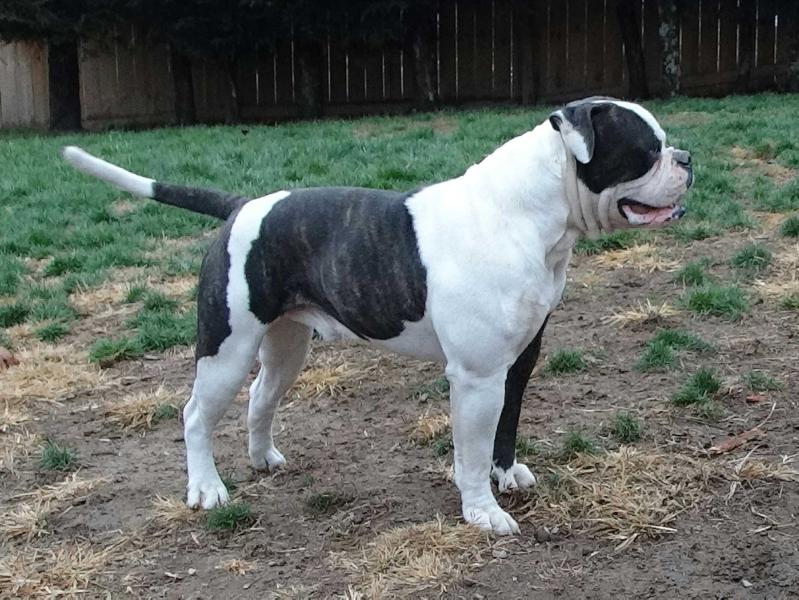 Connecticut Bulldog's Byson Reloaded of OVB | American Bulldog 