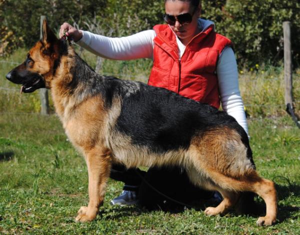 Grixal Quenna | German Shepherd Dog 
