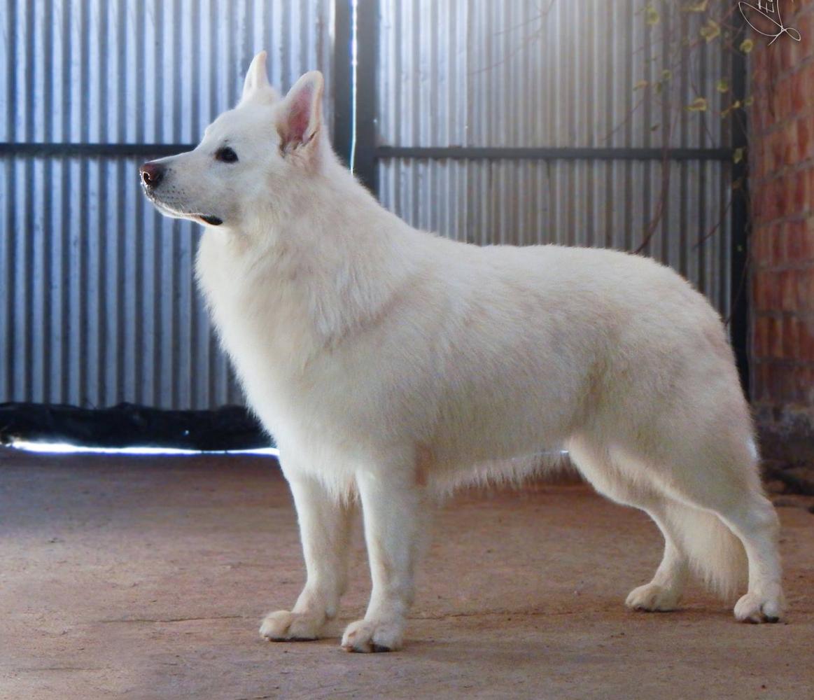 Opus Veintisiete de Ancalu - Zeichen Von Wolf | White Swiss Shepherd Dog 