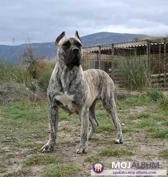 Gepa Guanchos | Perro de Presa Canario 