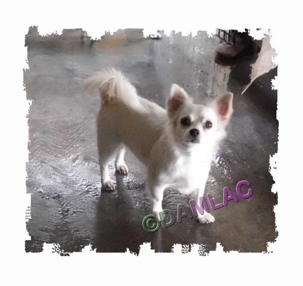D'am-L'ac GF-MX Wicket-L | Chihuahua 