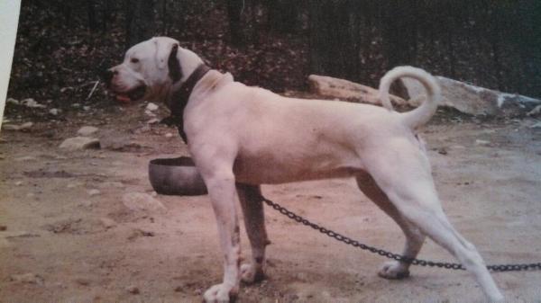 LeClerc's Lethal Lizzy | American Bulldog 