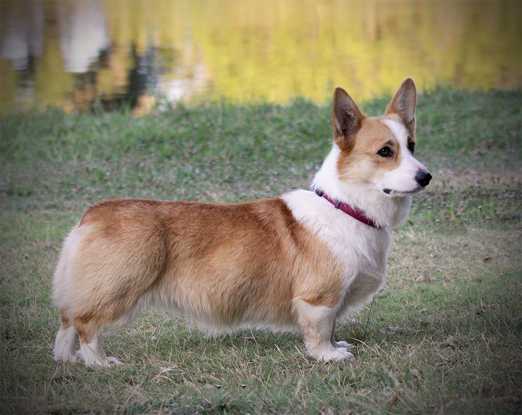Go Corgis HCC Fion'a Texas Bluebonnet | Pembroke Welsh Corgi 