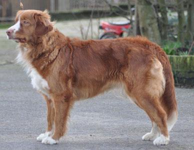 Pink Panter of Great Pleasure | Nova Scotia Duck Tolling Retriever 