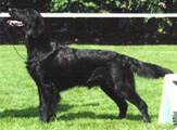 Natty Black Beauty Girl | Flat-Coated Retriever 