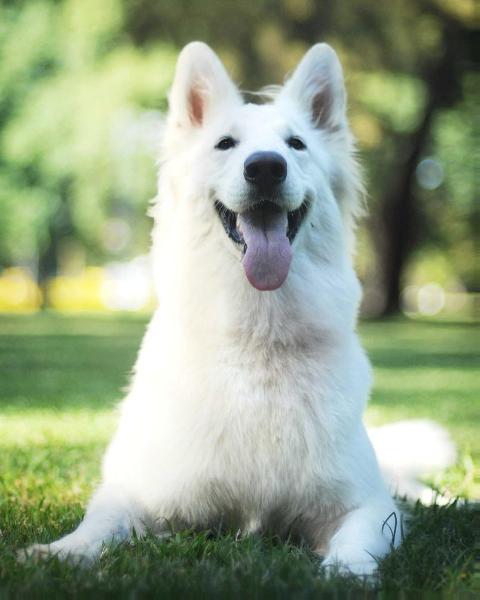 Noah De La Azzurra | White Swiss Shepherd Dog 