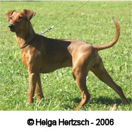 Duffyco's PALOMA | German Pinscher 