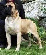 safety of flatland phoenix | Bullmastiff 