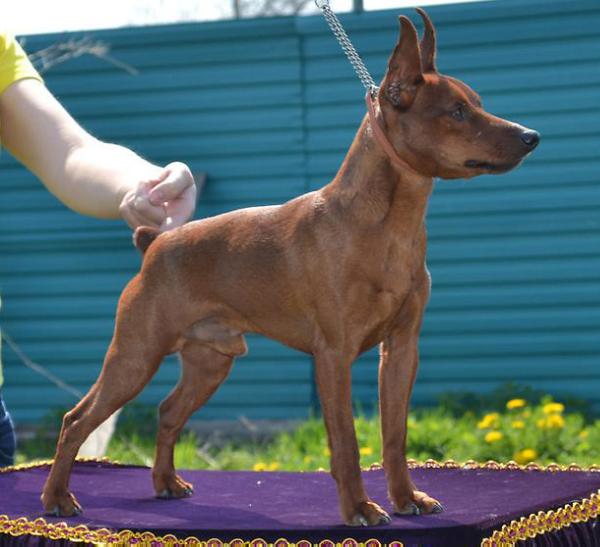 Extra Orient Faraon | Miniature Pinscher 