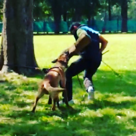 Floki von harten mut | Belgian Malinois 