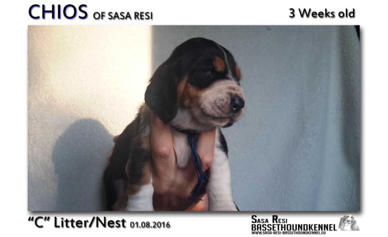 Chios of Sasa Resi | Basset Hound 