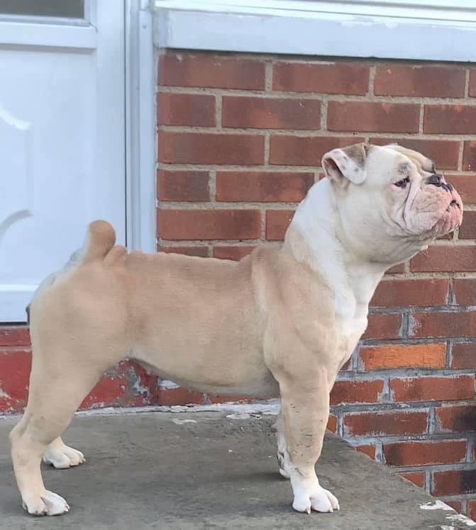 Pacific Line Bull Ranch’s “Candy Girl” | Olde English Bulldogge 