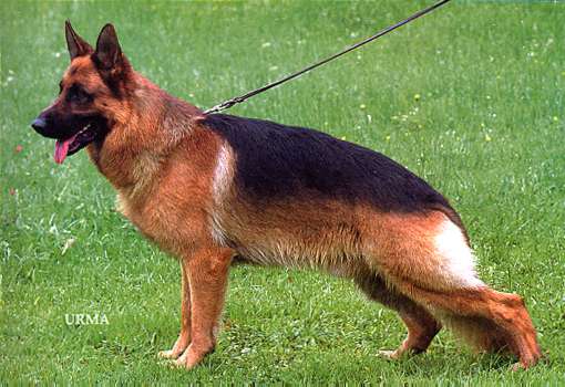 Karly von Arminius | German Shepherd Dog 