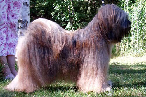 FALAMANDUS GYALO GAGNANTE | Tibetan Terrier 