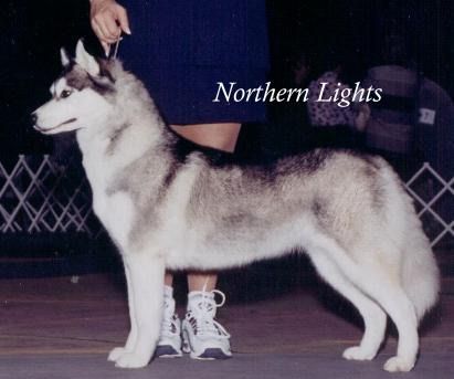 Northern Light's Swift Move | Siberian Husky 