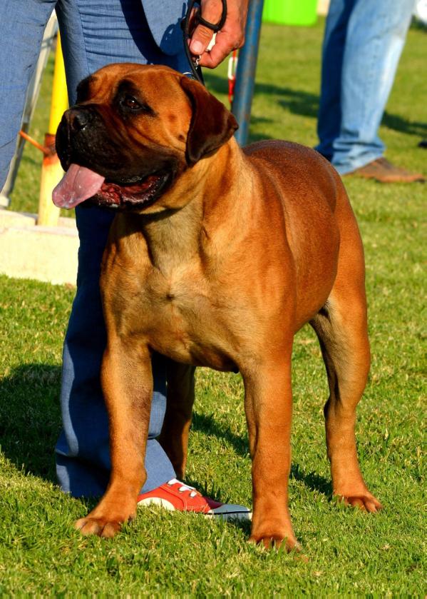 Gioko Kakavia | Bullmastiff 