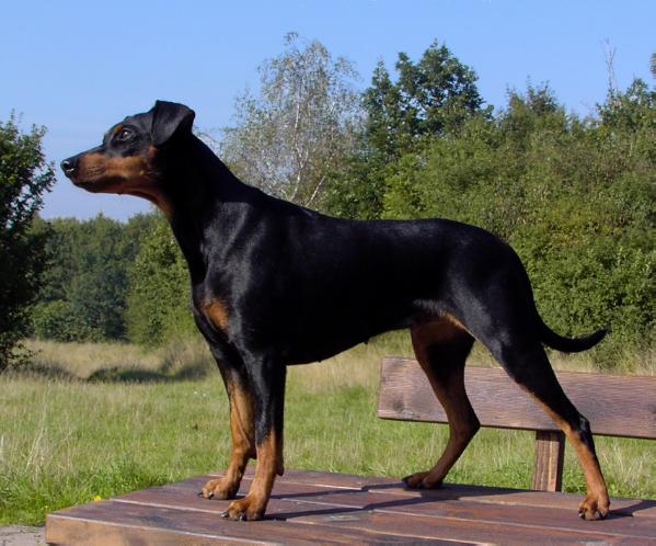 FAME vom Dörnle | German Pinscher 