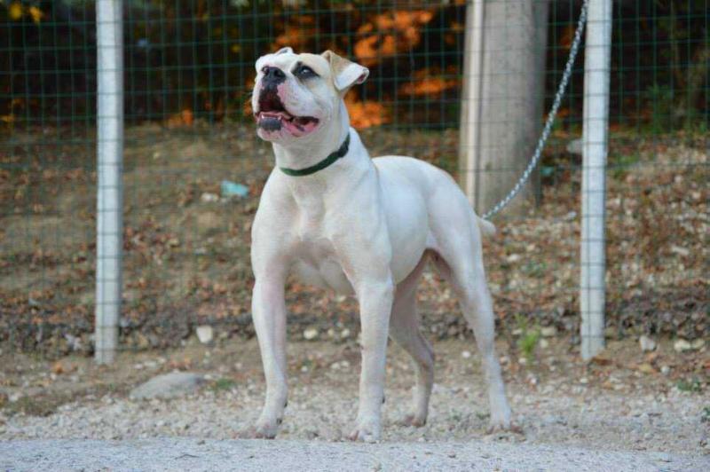 Venezia's LARA | American Bulldog 