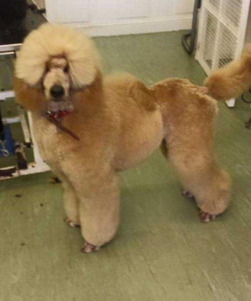 Argentcymru Desmodium | Poodle 