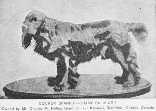 Mike (1884) AKC 007321 (Ch Frank x Nellie) | American Cocker Spaniel 