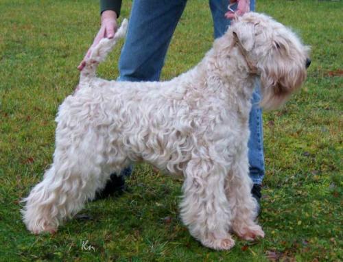 Honeyrags Island Duke Of Villa Rosa | Soft Coated Wheaten Terrier 