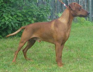 Clefell's GENTELMAN | German Pinscher 