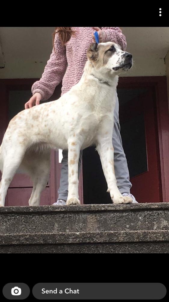 Begendj- calista | Central Asian Shepherd Dog 