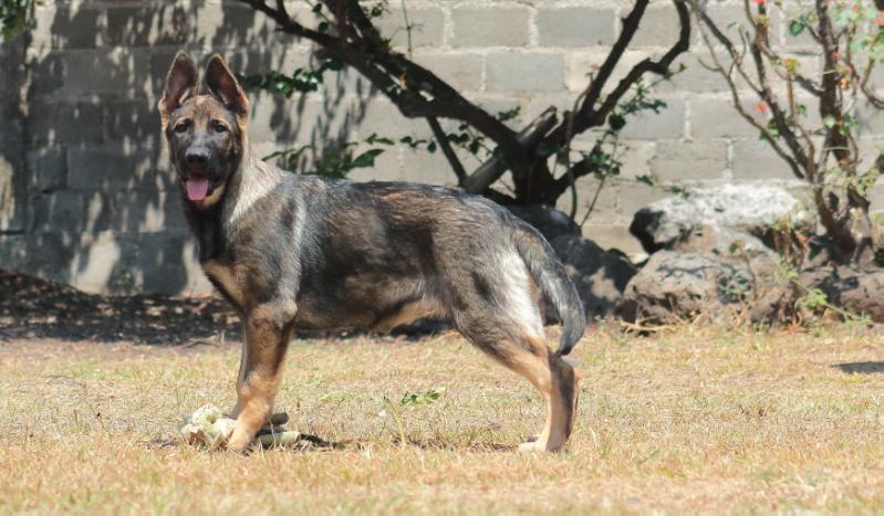 Farah de la Tierra de Fuego | German Shepherd Dog 