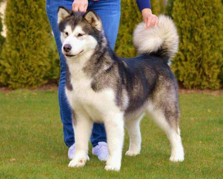 Face to Face Polarni usvit | Alaskan Malamute 