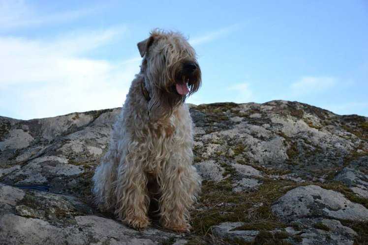 Cáemgen Springtime von der schönen Lausitz | Soft Coated Wheaten Terrier 