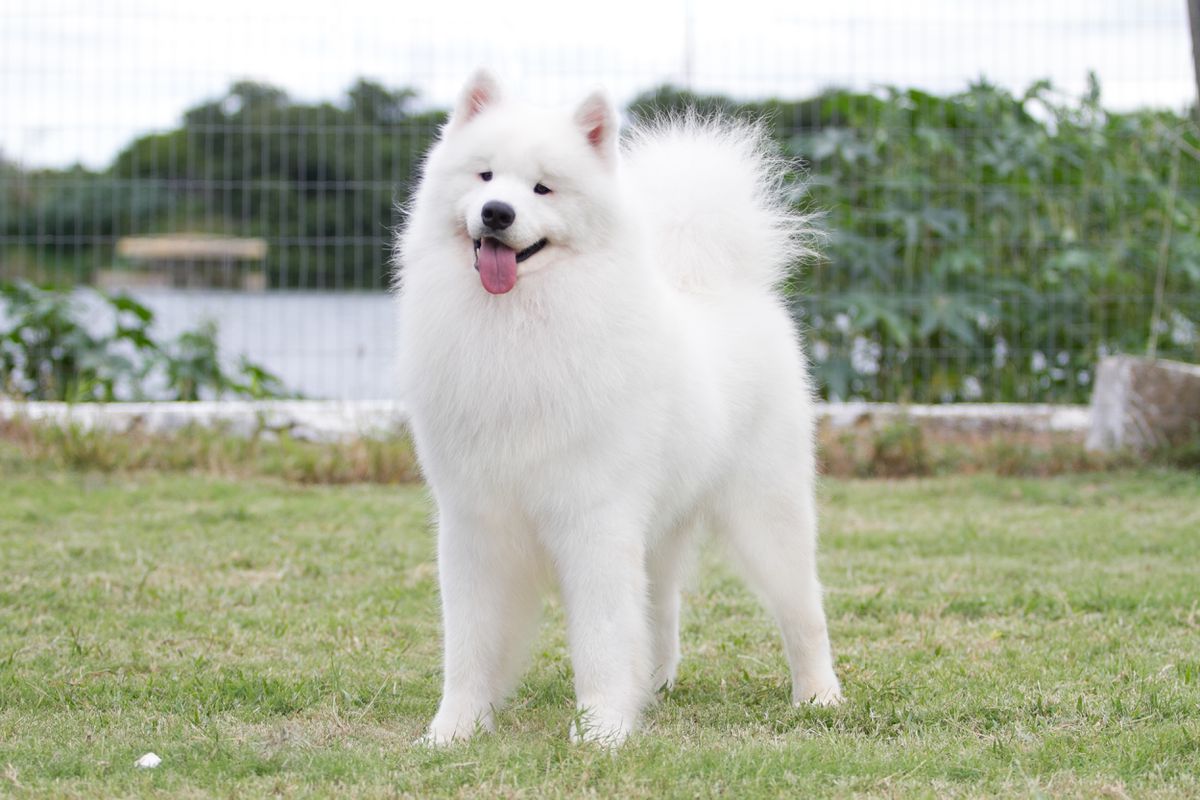 De Villaodon Clear Bear | Samoyed 