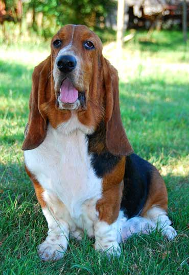 D'just simply a beauty du domaine de la faisanderie | Basset Hound 