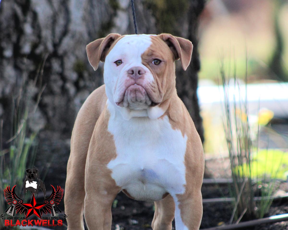 Blackwell's Goldfinger "Rio" | American Bulldog 