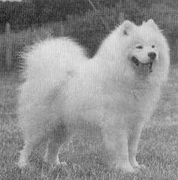 Zamoyki lucky star of ostyak | Samoyed 