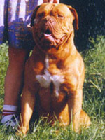 The red star beti | Dogue de Bordeaux 