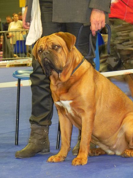 Loca van't bulscampvelt | Dogue de Bordeaux 