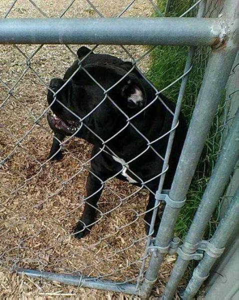 BuffaloCreek's Brutus | Olde English Bulldogge 