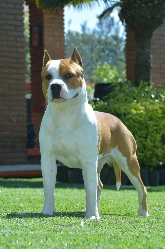 Bendavid Cardenas | American Staffordshire Terrier 