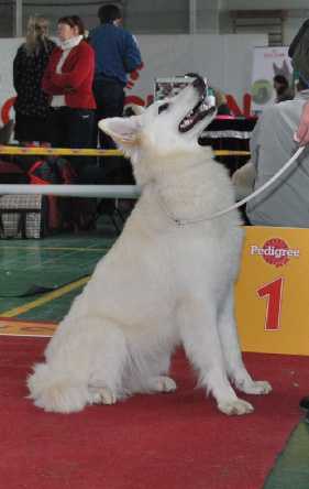 TEQUILA | White Swiss Shepherd Dog 