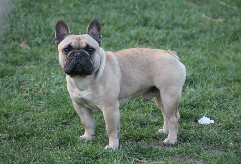 Giancarlo du Vallon de Beaumont | French Bulldog 