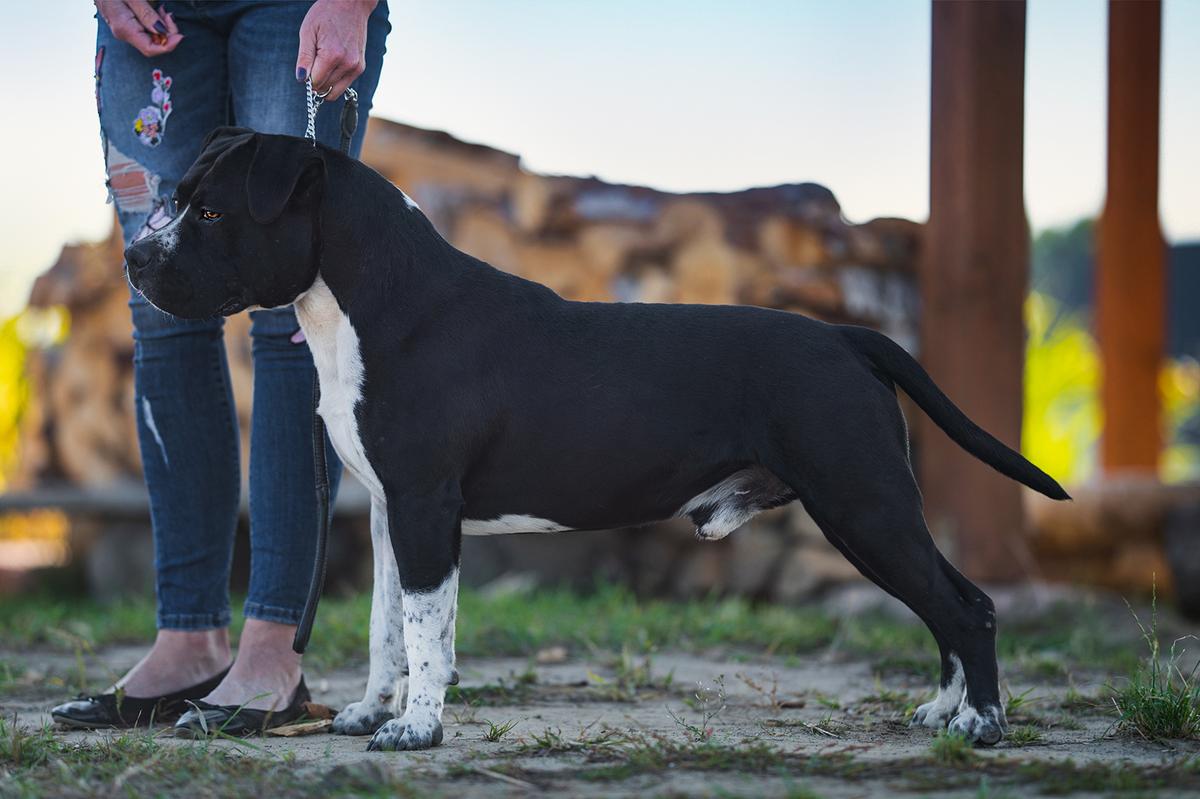 STUBBY Twin Turbo FCI | American Staffordshire Terrier 