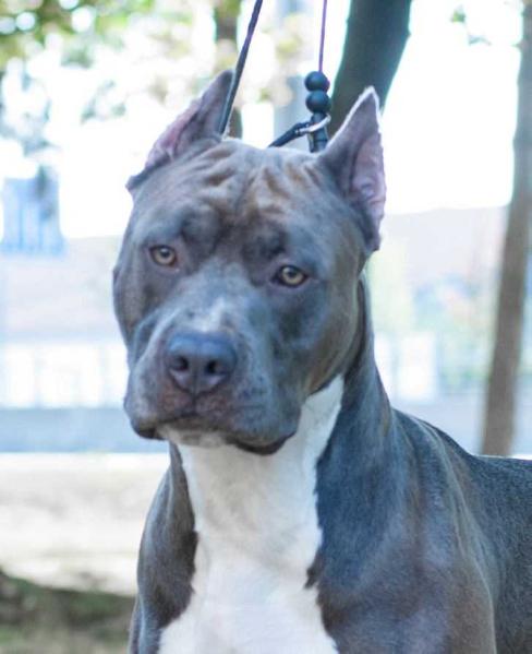 Dark Devil Blue Power | American Staffordshire Terrier 