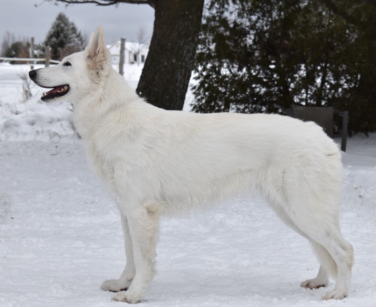 SilverSnow Ariel | White Swiss Shepherd Dog 