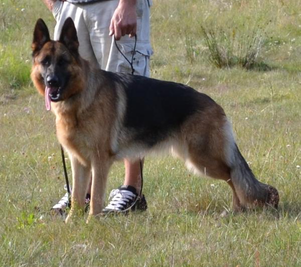 Nicole's Stormy | German Shepherd Dog 