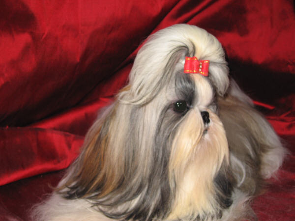 Seafal Trudy 2D at Pien Ji | Shih Tzu 