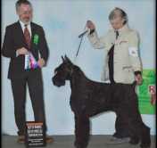 Skansen's Oliver Twist | Giant Schnauzer 