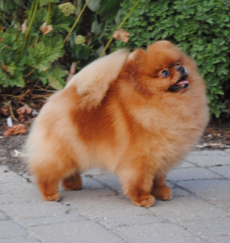 Mythical Walk In The Park | Pomeranian 