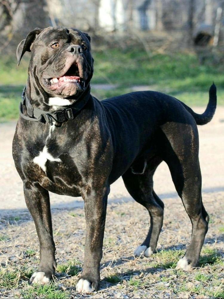 Manasco's Obadiah | American Bulldog 