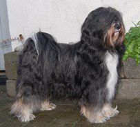 LAMLUX HALLELUJA AT DAWAS | Tibetan Terrier 