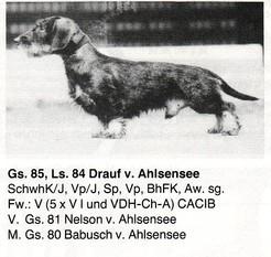 Drauf ahlsensee | Dachshund 